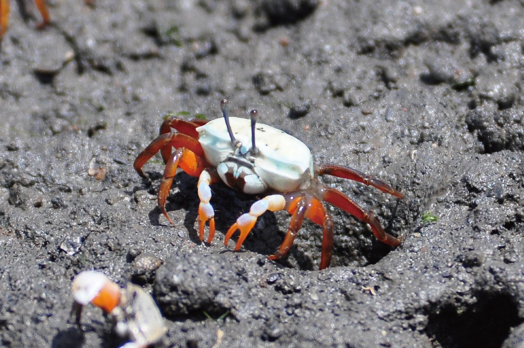 Uca jocelynae(Female)