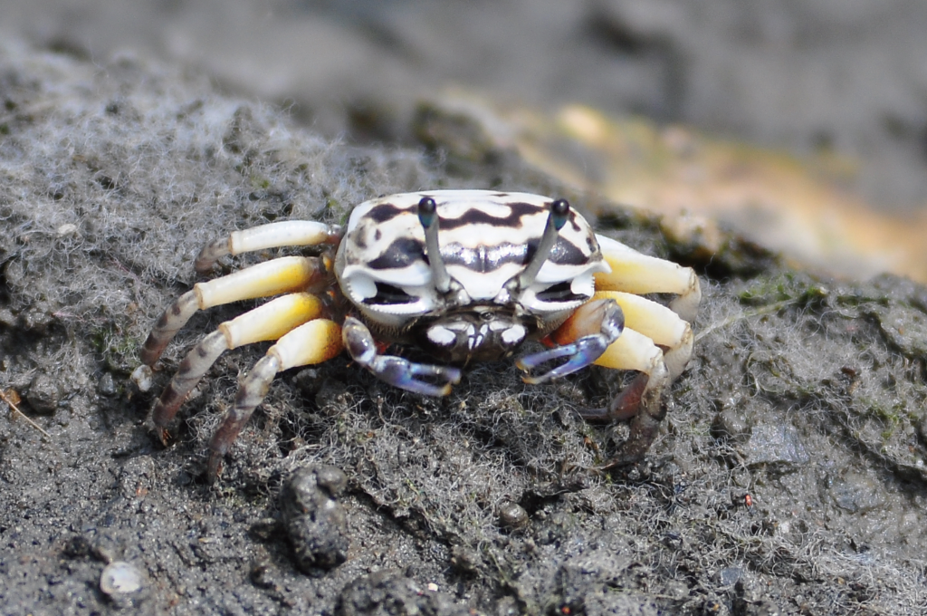 Uca perplexa(Female)