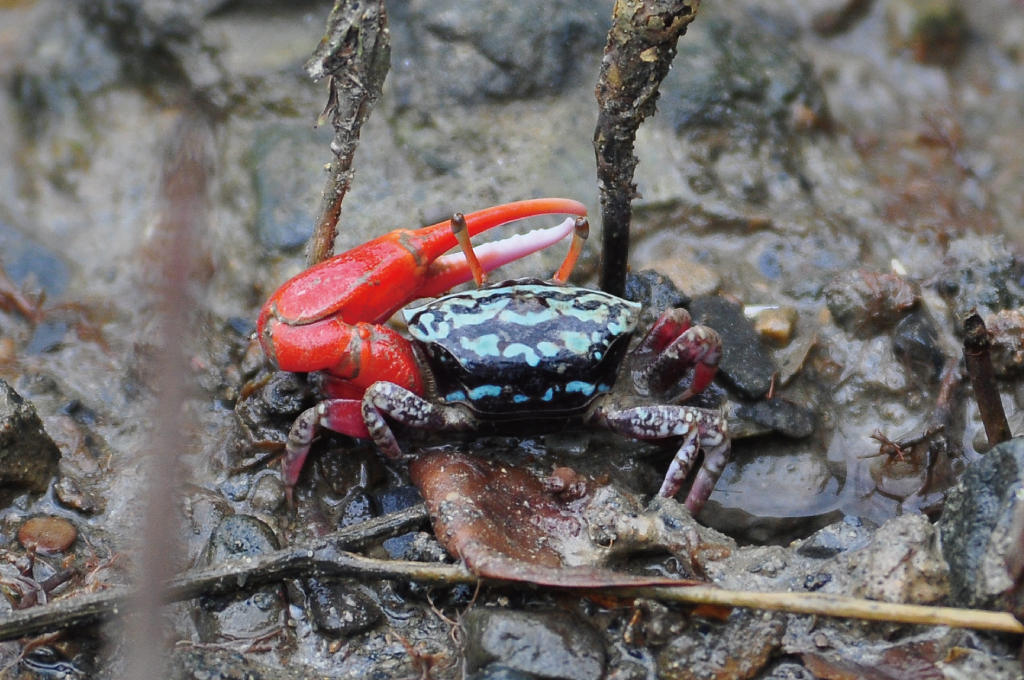 Uca splendida(Male)