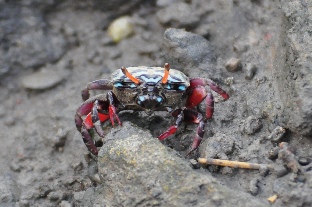 Uca splendida(Female)