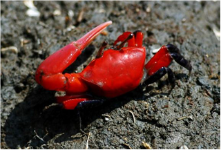 Thick-legged Fiddler Crab