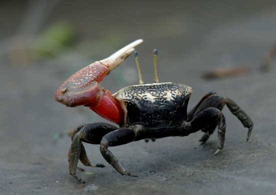 Bowed Fiddler Crab