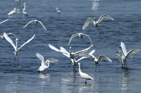 Little Egret