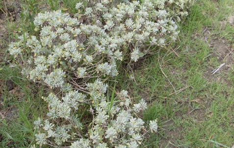 Chinese Wormwood