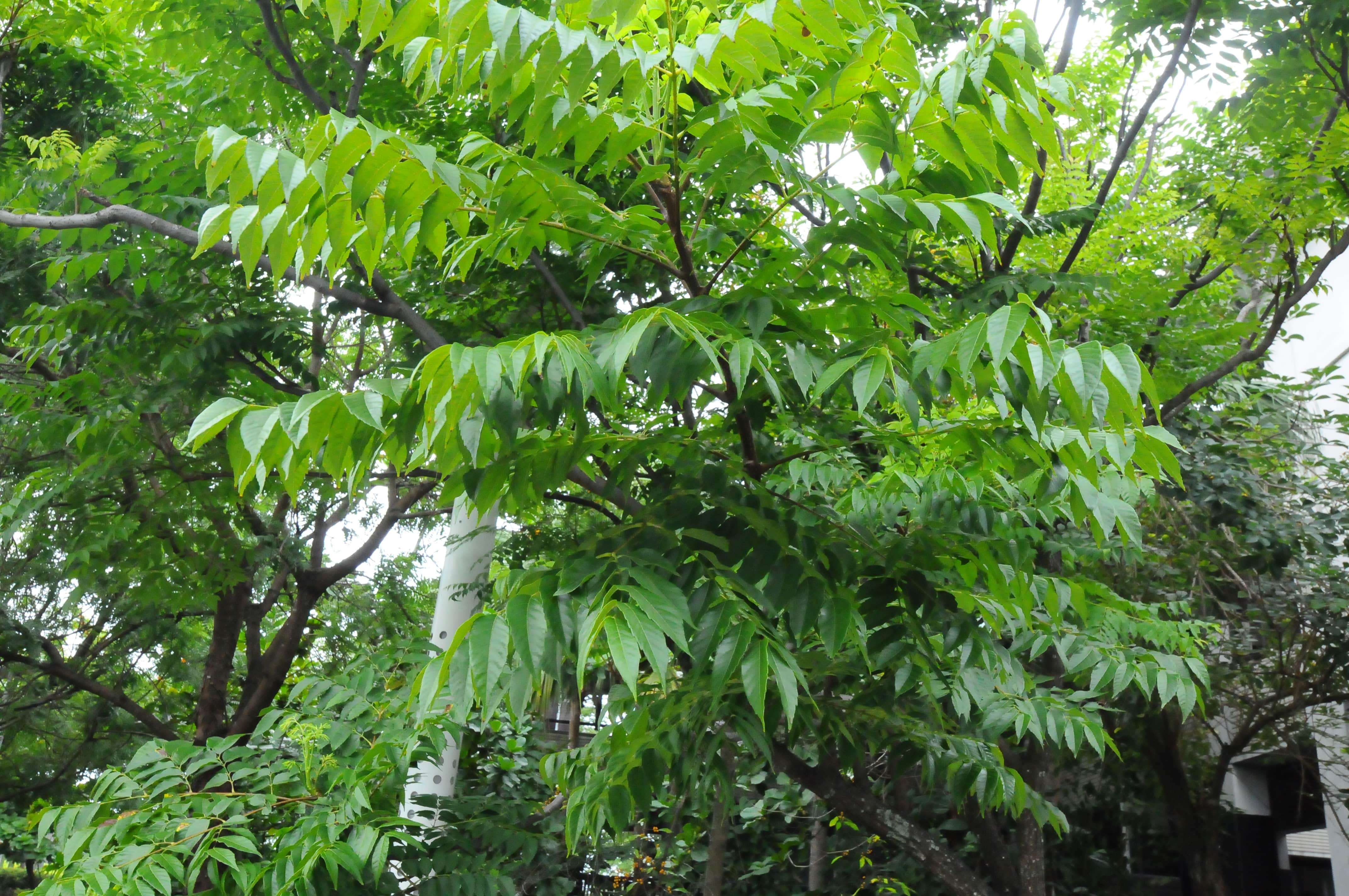 Taiwanese Rain Tree
