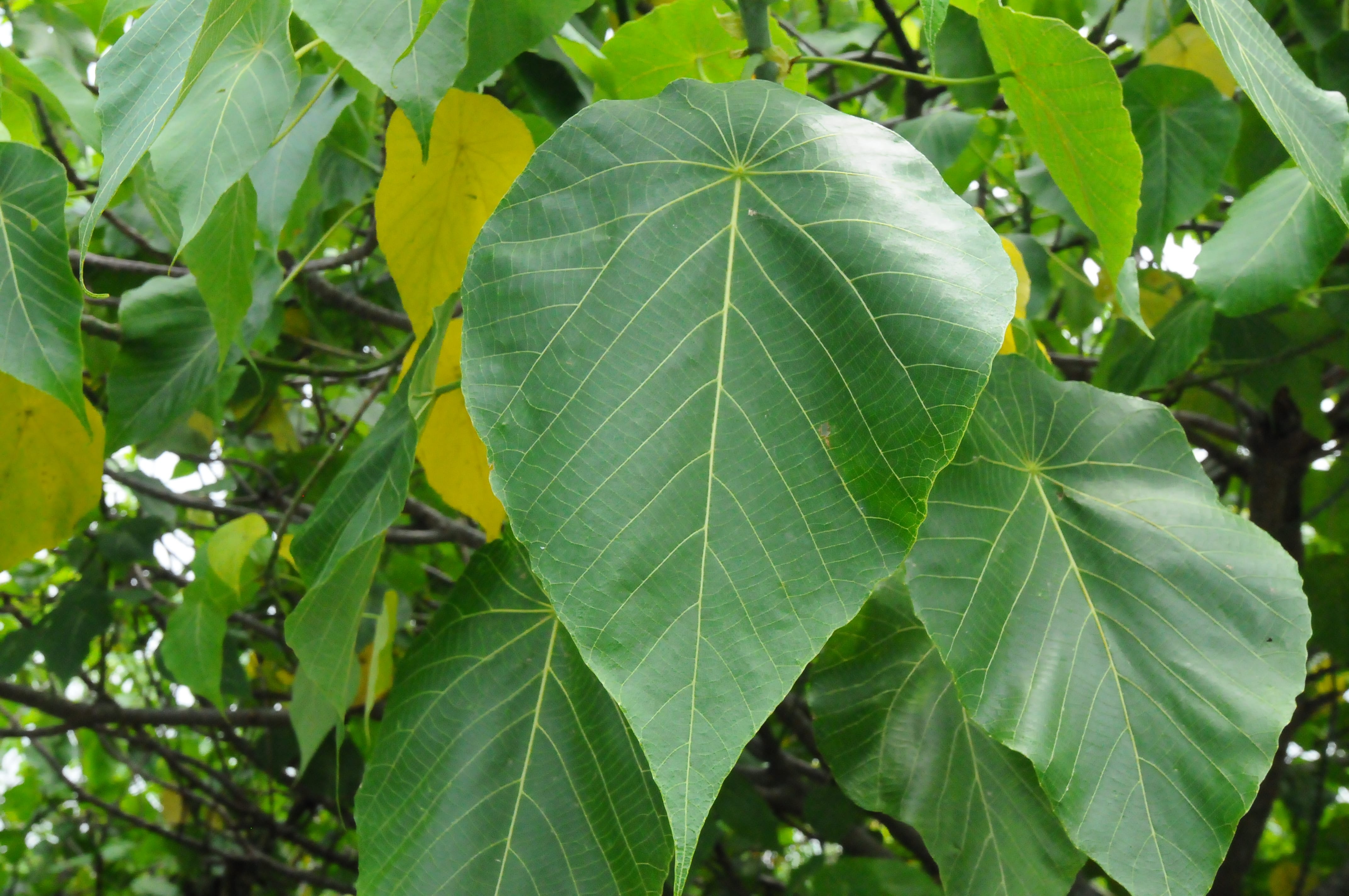 Parasol Leaf Tree