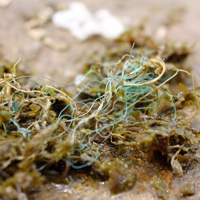 海龜誤以為是海藻的漁線、漁網