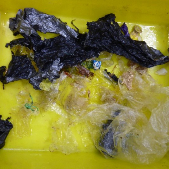 海龜所誤食到的塑膠袋