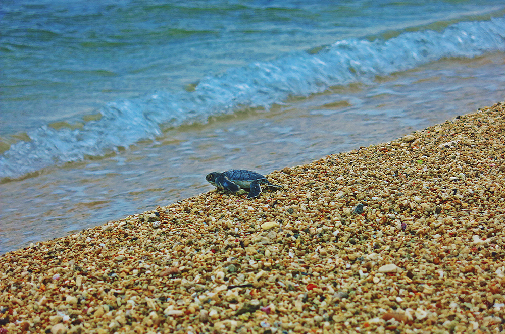 奮力游向大海的綠蠵龜