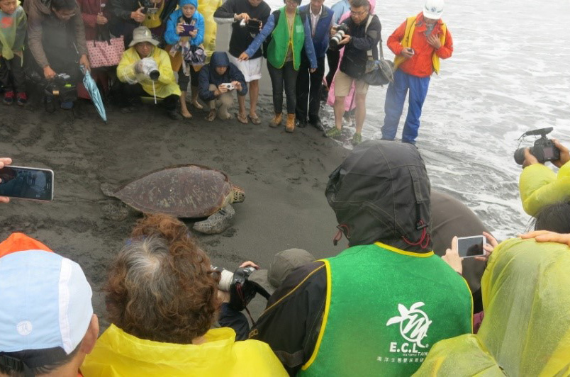 救傷後的海龜康復後的野放活動